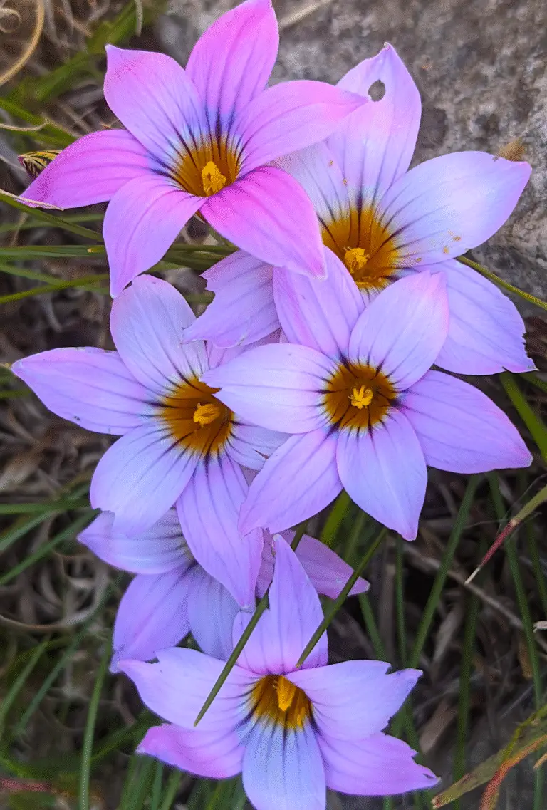 Cluster of purple flowers in bloom